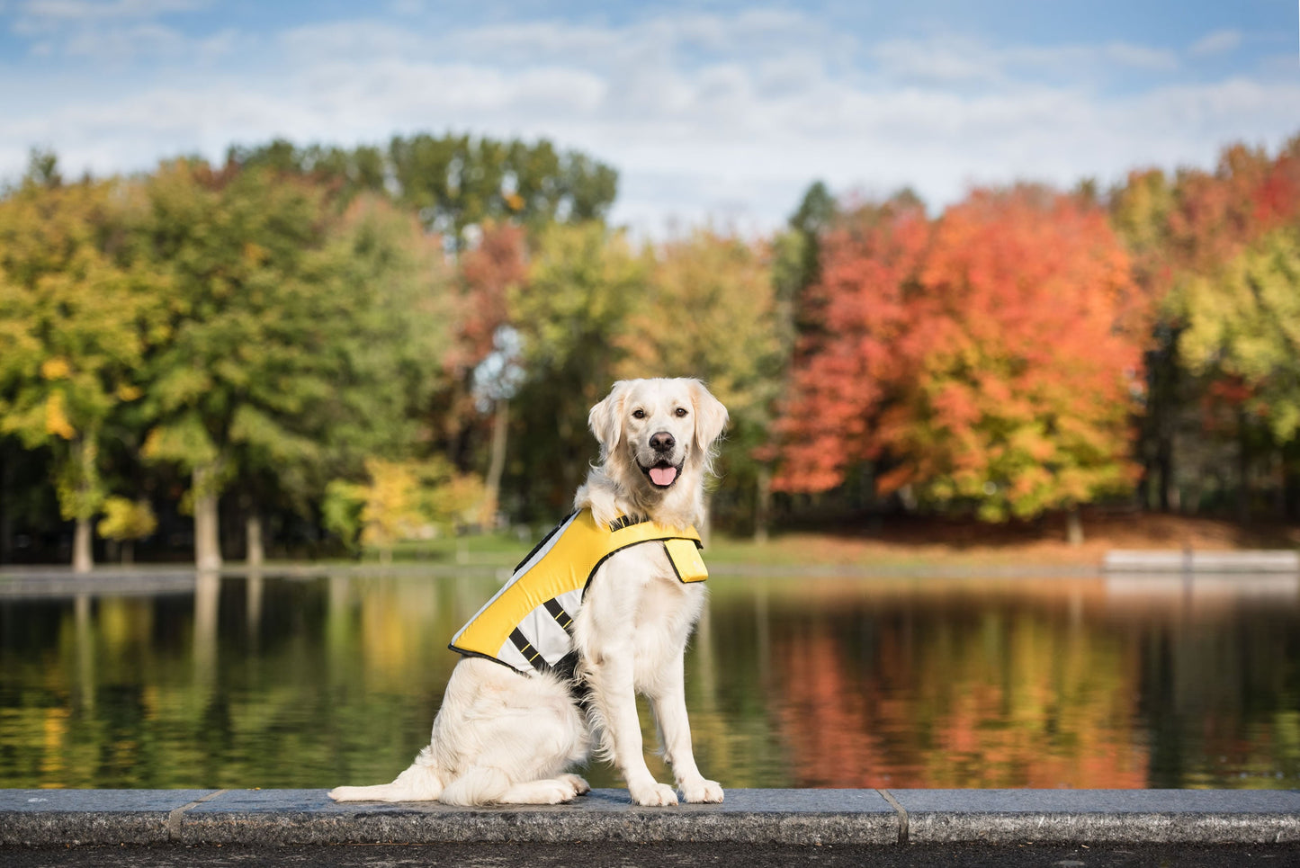 Dog Life Vest