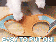 Adjustable Cat Harness With or Without Leash